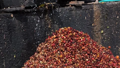 Coffee berries drying process, cascara tea making Stock Footage 290164162