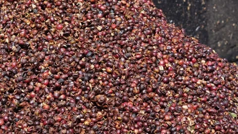Coffee berries drying process, cascara tea making Stock Footage 290164334