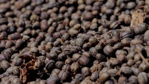 Coffee berries drying process, cascara tea making Stock Footage 291763697