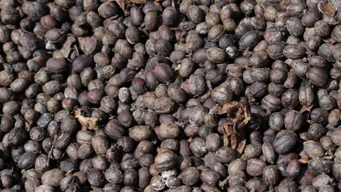 Coffee berries drying process, cascara tea making Stock Footage 291763747