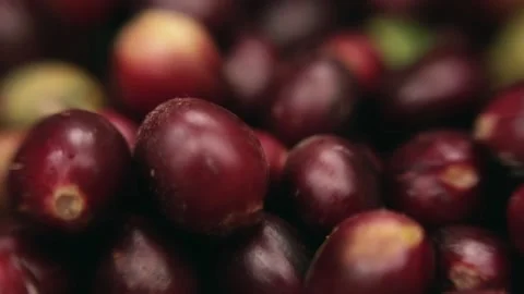 Coffee berries fall into the basket Stock Footage 95282206