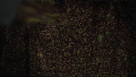 Coffee berries falling into a vat Stock Footage 131524182