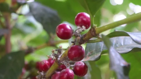 COFFEE BERRIES Stock Footage 245504057
