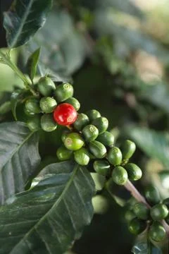 Coffee berries, India Stock Photos