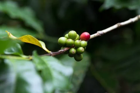 Coffee berries Foto stock