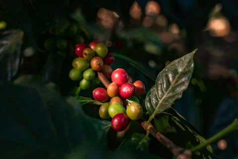 Coffee Berries Stock Photos