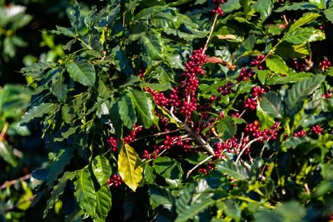 Coffee Berries Foto stock