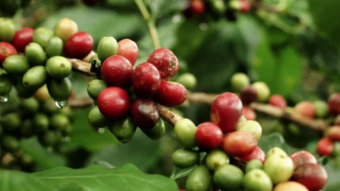 Coffee Berries Riping on a Tree Stock Footage 74420061