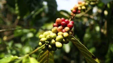 Coffee Berries on Tree Branch. Stock Footage 289434612