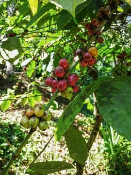 Coffee berries on a tree Stock Photos
