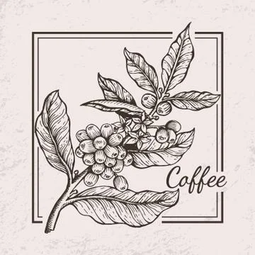 Coffee Berries Twig Icon Vector Illustration Stock Illustration