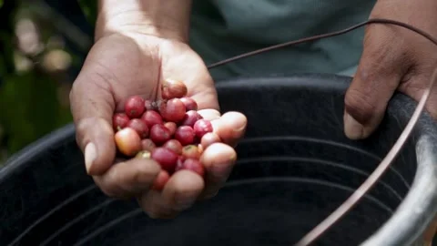 Coffee berry close up shot Video stock 251762572