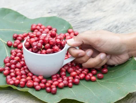 Coffee berry in a cup Stock Photos