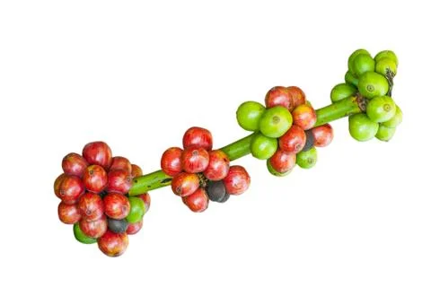 Coffee berry isolate Stock Photos