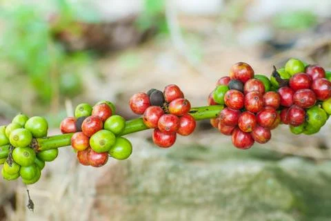 Coffee berry Stock Photos