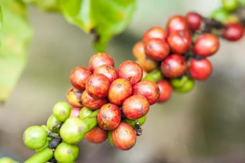 Coffee berry Stock Photos