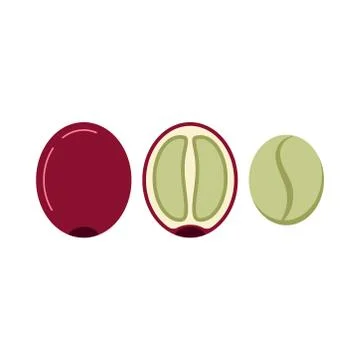 Coffee berry in section and without skin and pulp icon set isolated on white  Stock Illustration