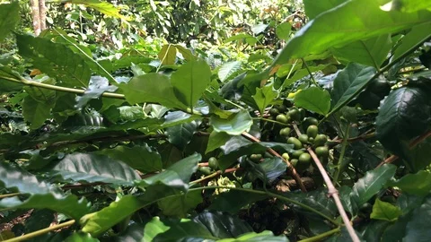 Coffee Berry On Tree, how coffee beans grow in the wild Vidéo 108205277