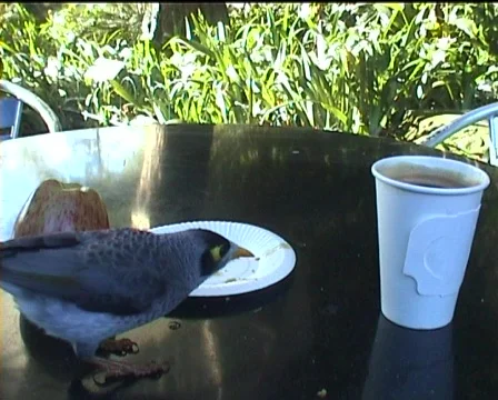 Coffee with bird Vídeo Stock 99737