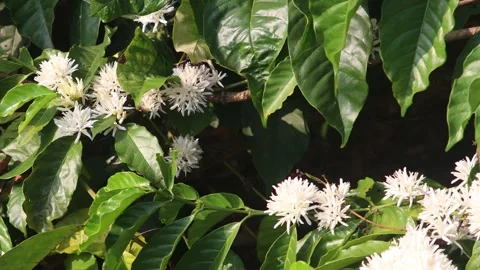 Coffee blosoom (3) Stock Footage 330933893