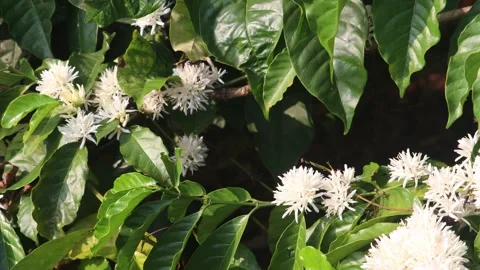 Coffee blosoom (4) Stock Footage 330933889