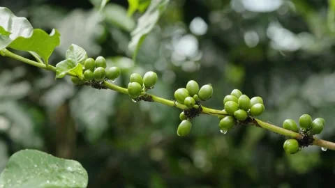 A coffee branch covered with clusters of unripe green coffee cherries after.. Stock Footage 345022599