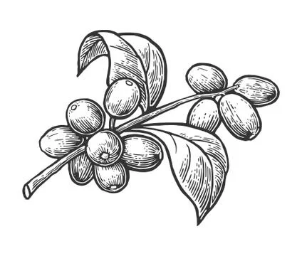 Coffee branch with leaf and berry. Hand drawn vector vintage engraving Stock-Illustration