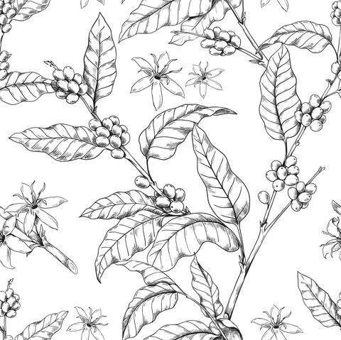 Coffee branch pattern. Seamless print with hand drawn Arabica tree with leaves Illustrazione stock
