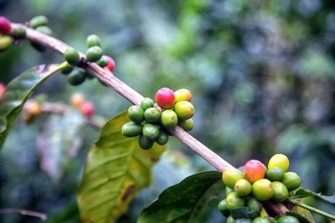 Coffee branch Stock Photos