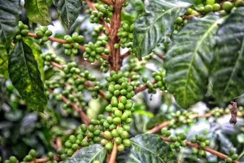 Coffee branch Foto stock