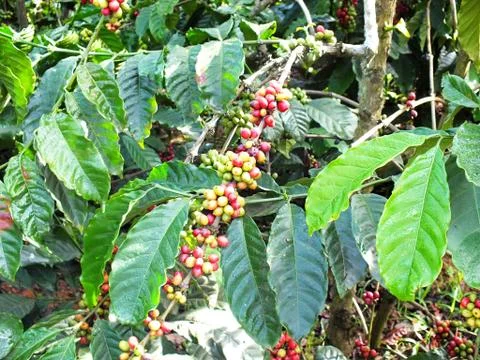 Coffee branch 스톡 사진