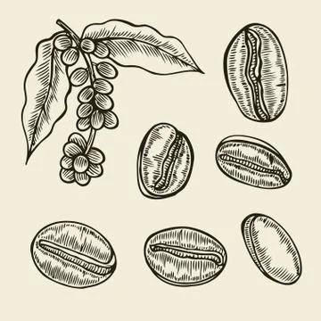 Coffee branch. Plant with leaf Illustrazione stock