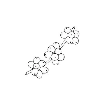 Coffee on a branch sketch Stock Illustration