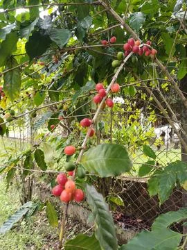 Coffee Branch on Tree Foto stock