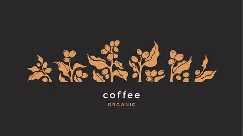 Coffee branch. Vector arabica beans. Tropical tree Stock Illustration