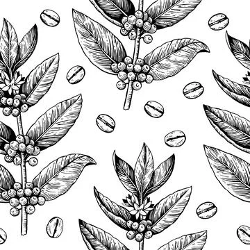 Coffee branches and beans. Seamless pattern in engraving vintage style. Vector 库存插图