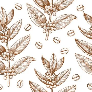 Coffee branches and beans. Seamless pattern in engraving vintage style. Vector Illustrazione stock