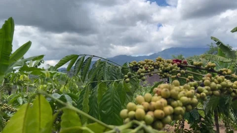 Coffee Branches with Unripened Beans in a Lush Green Plantation Stock Footage 311086701