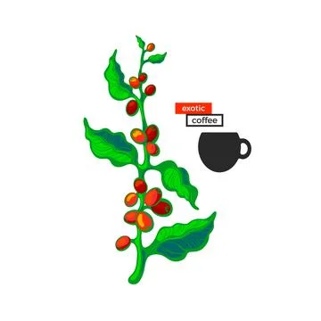 Coffee bright symbol. Vector tree, bean. Bio drink Stock-Illustration