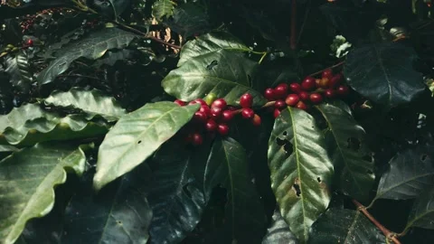 Coffee bush Video stock 154431362