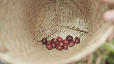 Coffee cherries into a basket Stock-Footage 157407910
