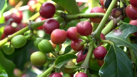 Coffee cherries (beans) - closeup Stock Footage 83061746