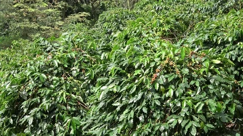 Coffee cherries (beans) 스톡 동영상 82931772