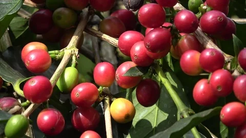 Coffee cherries (beans) Stock Footage 82932273