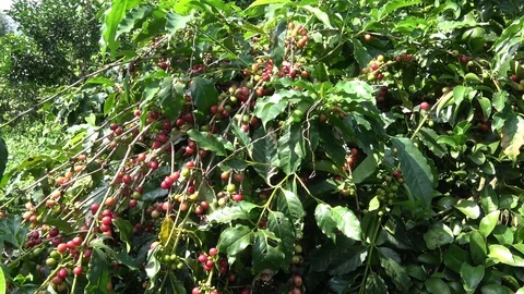 Coffee cherries (beans) Stock Footage 82962382