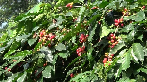 Coffee cherries (beans) 스톡 동영상 83188123
