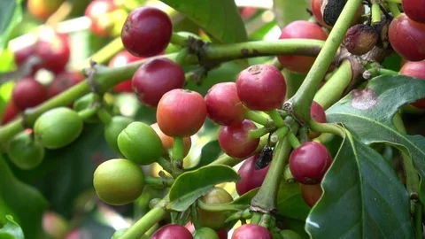 Coffee cherries (beans) - zoom out Stock Footage 83061693