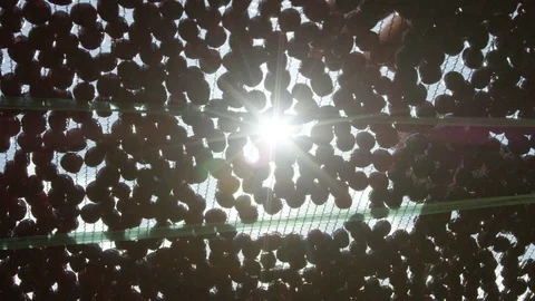 Coffee cherries being sorted on drying bed sun star Stock Footage 79582494