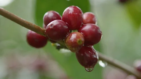 Coffee cherries on branch Stock Footage 79575036