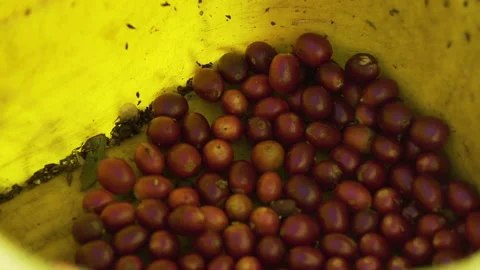 Coffee cherries in bucket Stock Footage 157470980